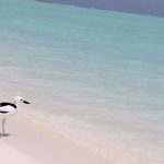 Rihiveli-Beach-crab-plover-beach.jpg