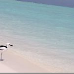 Rihiveli-Beach-crab-plover-beach_thumb.jpg