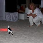 Rihiveli-Beach-crab-plover-disco-1.jpg