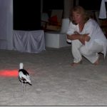 Rihiveli-Beach-crab-plover-disco-1_thumb.jpg
