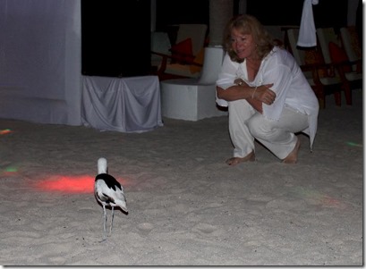 Rihiveli Beach - crab plover disco 1