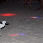 Rihiveli-Beach-crab-plover-disco-2.jpg