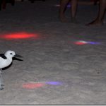 Rihiveli-Beach-crab-plover-disco-2_thumb.jpg