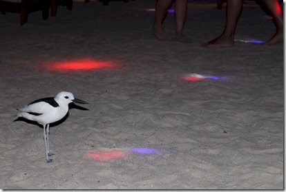 Rihiveli Beach - crab plover disco 2