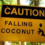 Falling-coconut-warning.jpg