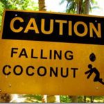 Falling-coconut-warning_thumb.jpg