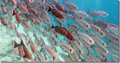 Fish Schools - Big Eye