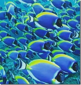 Fish Schools - Blue Surgeonfish