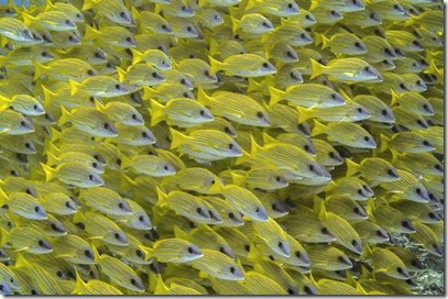 Fish Schools - Yellow Striped Snapper