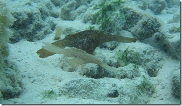 Hideaway Beach - ghost pipe fish