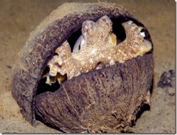 Octopus coconut shell