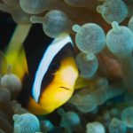 Maldives-Clown-Fish-10.jpg