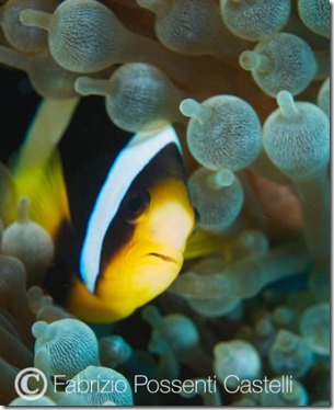 Maldives Clown Fish 10