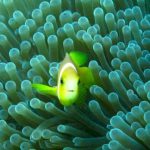 Maldives-Clown-Fish-11.jpg