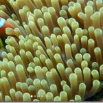 Maldives-Clown-Fish-12_thumb.jpg