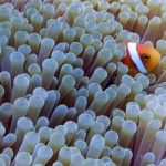 Maldives-Clown-Fish-5.jpg