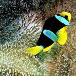 Maldives-Clown-Fish-6.jpg