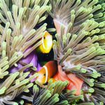 Maldives-Clown-Fish-7.jpg