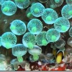 Maldives-Clown-Fish-8_thumb.jpg