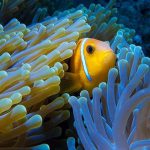 Maldives-Clown-Fish-9.jpg