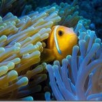 Maldives-Clown-Fish-9_thumb.jpg