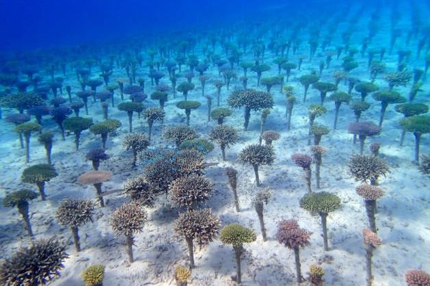 http://blog.maldivescomplete.com/wp-content/uploads/2017/11/Summer-Island-Coral-pops.jpg