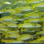 Yellow-Striped-Snapper-10.jpg