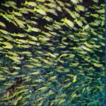 Yellow-Striped-Snapper-11.jpg