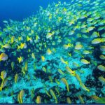 Yellow-Striped-Snapper-2.jpg