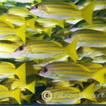 Yellow-Striped-Snapper-3.jpg