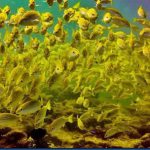 Yellow-Striped-Snapper-4.jpg