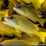 Yellow-Striped-Snapper-5.jpg