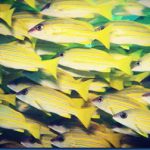 Yellow-Striped-Snapper-6.jpg