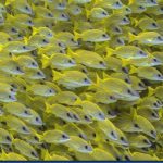 Yellow-Striped-Snapper-7.jpg