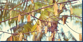 LUX South Ari Atoll - Tree of Wishes 2