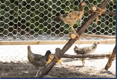 Six Senses Laamu - chicken spa