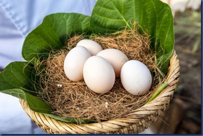 Six Senses Laamu - organic eggs