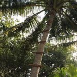 Soneva-Fushi-palm-wine-harvesting.jpg