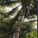 Soneva-Fushi-palm-wine-harvesting_thumb.jpg
