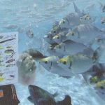 Underwater-activity-fish-school.jpg