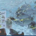 Underwater-activity-fish-school_thumb.jpg