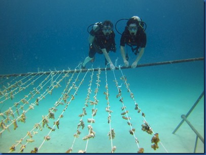 Summer Island - rope reefs