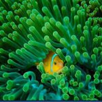 CLown-fish-18.jpg