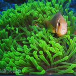 Clow-fish-6.jpg