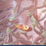 Clown-Fish-17.jpg