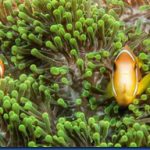Clown-fish-10.jpg