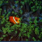 Clown-fish-11.jpg