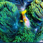 Clown-fish-12.jpg
