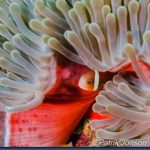 Clown-fish-13.jpg