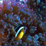 Clown-fish-14.jpg